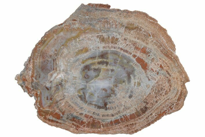 Polished Petrified Wood (Araucarioxylon) Round - Arizona #210884